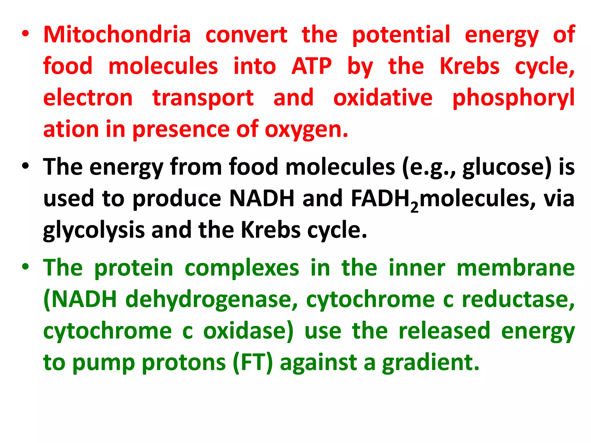 • Mitochondria convert the potential energy of
food molecules into ATP by the Krebs cycle,
electron transport and oxidative phosphoryl
ation in presence of oxygen.
• The energy from food molecules (e.g., glucose) is
used to produce NADH and FADH2molecules, via
glycolysis and the Krebs cycle.
• The protein complexes in the inner membrane
(NADH dehydrogenase, cytochrome c reductase,
cytochrome c oxidase) use the released energy
to pump protons (FT) against a gradient.
 