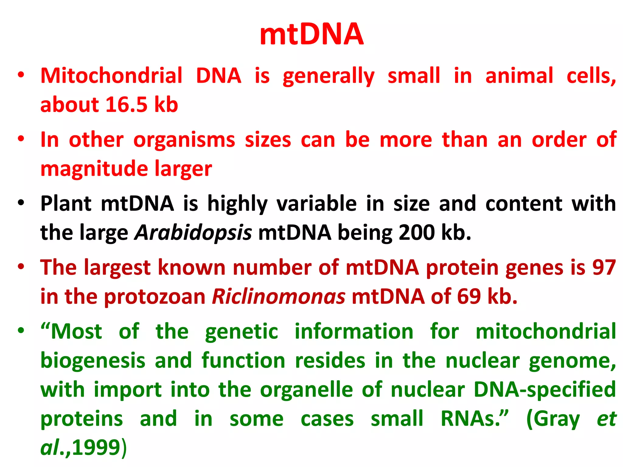 mtDNA
• Mitochondrial DNA is generally small in animal cells,
about 16.5 kb
• In other organisms sizes can be more than an order of
magnitude larger
• Plant mtDNA is highly variable in size and content with
the large Arabidopsis mtDNA being 200 kb.
• The largest known number of mtDNA protein genes is 97
in the protozoan Riclinomonas mtDNA of 69 kb.
• “Most of the genetic information for mitochondrial
biogenesis and function resides in the nuclear genome,
with import into the organelle of nuclear DNA-specified
proteins and in some cases small RNAs.” (Gray et
al.,1999)
 