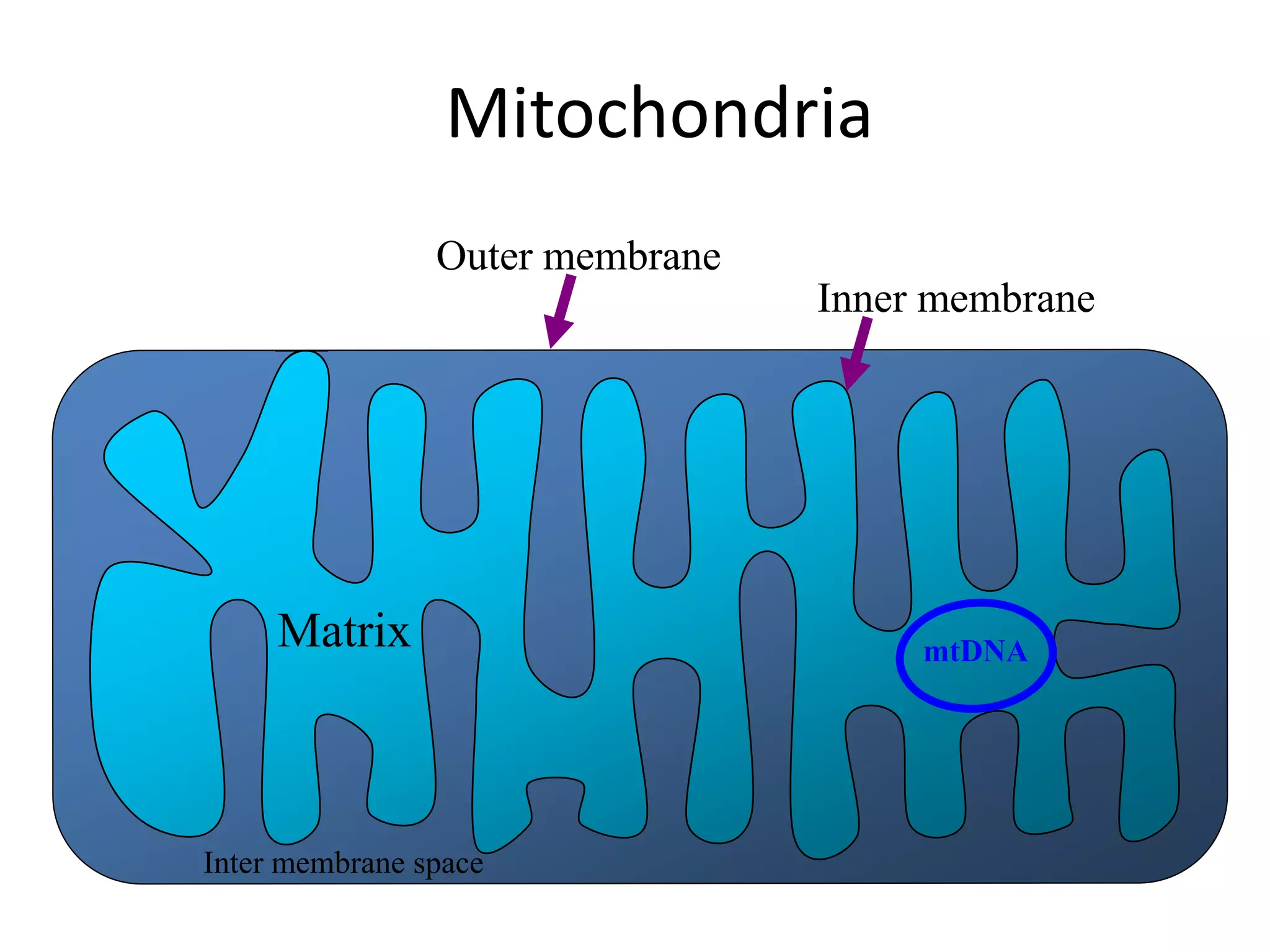 Mitochondria
Matrix
Inter membrane space
Inner membrane
Outer membrane
mtDNA
 