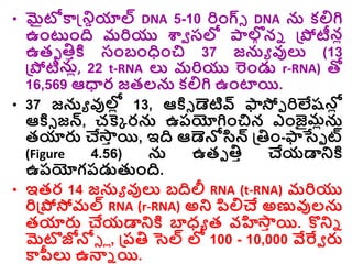 • మైటోకాన్డ్రియాల్ DNA 5-10 రిాంగ్ి DNA న కల్లగి
ఉాంటాంది మరియు శ్వవ సల్ల ాల్గ
గ ని డ్రపోటీనో
ఉతె తిాక్త సాంబాంధాంచి 37 జను వుల్య (13
డ్రపోటీనో, 22 t-RNA ల్య మరియు రాండ్డ r-RNA) తో
16,569 ఆధార జతలన కల్లగి ఉాంటాయి.
• 37 జను వుల్ల
ో 13, ఆక్తి డెటివ్ ఫాస్తఫ రిలేషన్ల
ో
ఆక్తి జన్, చక్కక రన ఉరయోగిాంచిన ఎాంజైల్
మోన
తయారు చే్
ా యి, ఇది ఆడెన్లసిన్ డ్రతిాం-ఫాస్తఫ ట్
(Figure 4.56) న ఉతె తిా చేయడారక్త
ఉరయోగరడ్డతుాంది.
• ఇతర 14 జను వుల్య బదిలీ RNA (t-RNA) మరియు
రిడ్రపోస్తమల్ RNA (r-RNA) అర ప్సల్లచే అణువులన
తయారు చేయడారక్త బాధ్ు త వహి్
ా యి. కొరి
మెటొజోన్లి ో, డ్రరతి సెల్ ల్ల 100 - 10,000 వేర్వవ రు
కాపీల్య ఉన్ని యి.
 