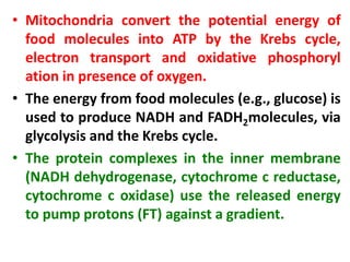 • Mitochondria convert the potential energy of
food molecules into ATP by the Krebs cycle,
electron transport and oxidative phosphoryl
ation in presence of oxygen.
• The energy from food molecules (e.g., glucose) is
used to produce NADH and FADH2molecules, via
glycolysis and the Krebs cycle.
• The protein complexes in the inner membrane
(NADH dehydrogenase, cytochrome c reductase,
cytochrome c oxidase) use the released energy
to pump protons (FT) against a gradient.
 