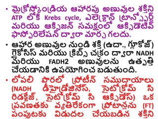 • మైడ్రకోస్తక ాండ్రడియ ఆహారప్ప అణువుల శక్త ార
ATP ల్లక్త Krebs cycle, ఎలెన్డ్కారన్ డ్రటాన్లి ె ల్
ర్ర
మరియు ఆక్తి జన్ సమక్షాంల్ల ఆక్తి డెటివ్
ఫాస్తఫ రిలేషన్ ద్వవ రా మారు గలదు.
• ఆహార అణువుల నాండి శక్త ా(ఉద్వ., ల్
ల
ో కోజ్)
ల్
లైోకోసిస్ట మరియు డ్రక్తబ్సి చడ్రకాం ద్వవ రా NADH
మరియు FADH2 అణువులన ఉతె తిా
చేయడారక్త ఉరయోగిాంచ బడ్డతుాంది.
• ల్లరల్ల పరల్ల డ్రపోటీన్ సముద్వయాల్య
(NADH డీహైడ్రడోజినేస్ట, సైటోడ్రకోమ్ సి
రిడకే రజ్, సైటోడ్రకోమ్ సి ఆక్తి డేస్ట) ఒక
డ్రరవణతకు వు తిర్వకాంగా డ్రపోటానోన (FT)
రాంప్పటకు విడ్డదల చేయబడిన శక్త ార
 