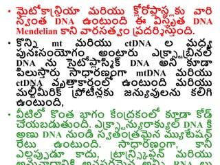 • మైటోకాన్డ్రియా మరియు ల్
కోోరోా
ో ల్
సరోకు వారి
సవ ాంత DNA ఉాంటాంది ఈ విసాృత DNA
Mendelian కార వారసతవ ాం డ్రరదరిి స్ాాంది.
• కొరి mt మరియు ctDNA ల మధ్ు
ప్పనఃసాంయోగాం అాంటారు ఎడ్రకాి ాడ్రబినల్
DNA న సైటోా
ో సి్ క్ DNA అర కూడా
ప్సల్య్
ా రు ్ధారణాంగా mtDNA మరియు
ctDNA వృత్త
ా కారాంల్ల ఉాంటాంది మరియు
మలీరమీరిక్ డ్రపోటీనోకు జను వులన కల్లగి
ఉాంటాంది,
• వీటిల్ల కొాంత భాగాం కేాండ్రదకాంల్ల కూడా కోడ్
చేయబడ్డతుాంది. ఎడ్రకాి ాను రాకుు ల్ DNA క్త
అణు DNA నాండి సవ తాండ్రతమైన ముు టేషన్
ర్వట ఉాంటాంది. ్ధారణాంగా, కానీ
ఎలోప్పె డూ కాదు, డ్రటాడ్రరి క రషన్ మరియు
 