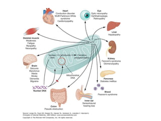 Mitochondrial_DNA Final.ppt