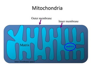 Mitochondria
Matrix
Inter membrane space
Inner membrane
Outer membrane
mtDNA
 