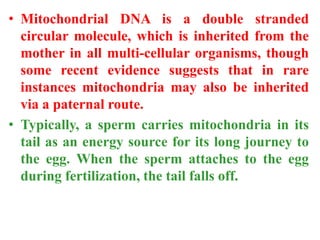• Mitochondrial DNA is a double stranded
circular molecule, which is inherited from the
mother in all multi-cellular organisms, though
some recent evidence suggests that in rare
instances mitochondria may also be inherited
via a paternal route.
• Typically, a sperm carries mitochondria in its
tail as an energy source for its long journey to
the egg. When the sperm attaches to the egg
during fertilization, the tail falls off.
 