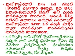 • మైటోకాన్డ్రియాల్ DNA ఒక డబుల్
న్డ్్
ర ాండెడ్ వృత్త
ా కార అణువు, ఇది అరి
బహుళ-సెల్యు లార్ జీవుల్ల
ో తల్లో నాండి
వారసతవ ాంగా పాందిాంది, అయితే కొరి
ఇటీవల్ల ఆధారాల్య అరుదైన సాందరాా ల్
ల్ల
ో
మైటోకాన్డ్రియా కూడా ఒక తాండ్రడి మాల్
రగాం
ద్వవ రా వారసతవ ాంగా పాందవచ్చు నర
సూచిస్ాాంది. ్ధారణాంగా,
• ఒక సెె ర్్ ద్వర తోకల్ల మైటోకాాండ్రడియాన
గుడ్డికు ద్వర స్దీరఘ డ్రరయాణాం కోసాం శక్త ా
వనరుగా రరవ హిస్ాాంది. ఫలదీకరణాం
సమయాంల్ల సెె ర్్ గుడ్డికు
జోడిాంచినప్పె డ్డ, తోక వస్ాాంది.
 