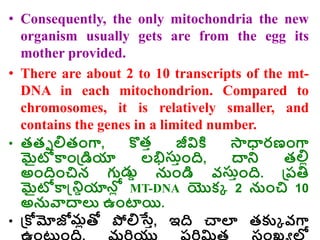 • Consequently, the only mitochondria the new
organism usually gets are from the egg its
mother provided.
• There are about 2 to 10 transcripts of the mt-
DNA in each mitochondrion. Compared to
chromosomes, it is relatively smaller, and
contains the genes in a limited number.
• తతఫ ల్లతాంగా, కొతా జీవిక్త ్ధారణాంగా
మైటోకాాండ్రడియా లభిస్ాాంది, ద్వర తల్లో
అాందిాంచిన గుడ్డి నాండి వస్ాాంది. డ్రరతి
మైటోకాన్డ్రియాన్ల
ో MT-DNA యొకక 2 నాంచి 10
అనవాద్వల్య ఉాంటాయి.
• డ్రకోమోజోమోతో పోల్లస్తా, ఇది చాలా తకుక వగా
 