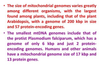 • The size of mitochondrial genomes varies greatly
among different organisms, with the largest
found among plants, including that of the plant
Arabidopsis, with a genome of 200 kbp in size
and 57 protein-encoding genes.
• The smallest mtDNA genomes include that of
the protist Plasmodium falciparum, which has a
genome of only 6 kbp and just 2 protein-
encoding genomes. Humans and other animals
have a mitochondrial genome size of 17 kbp and
13 protein genes.
 