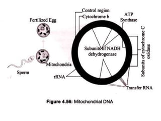 • Mitochondria convert the potential energy of
food molecules into ATP by the Krebs cycle,
electron transport and oxidativ...