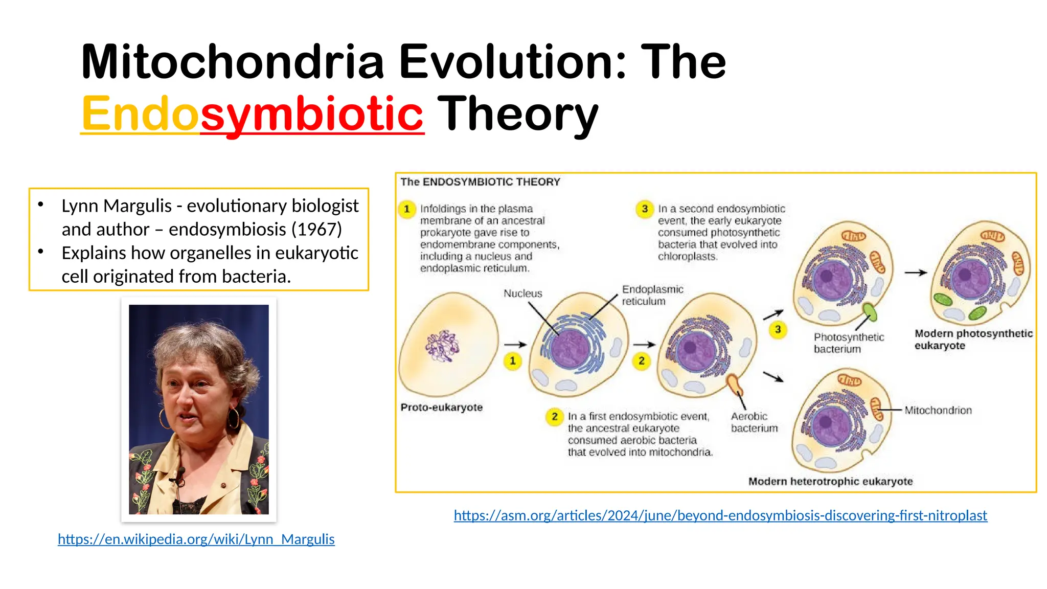 Mitochondria Evolution: The
Endosymbiotic Theory
• Lynn Margulis - evolutionary biologist
and author – endosymbiosis (1967)
• Explains how organelles in eukaryotic
cell originated from bacteria.
https://asm.org/articles/2024/june/beyond-endosymbiosis-discovering-first-nitroplast
https://en.wikipedia.org/wiki/Lynn_Margulis
 