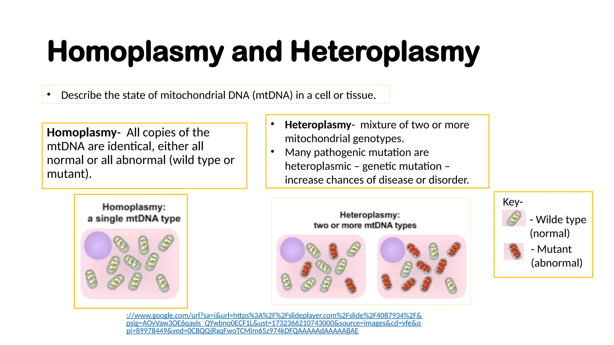 Homoplasmy and Heteroplasmy
Homoplasmy- All copies of the
mtDNA are identical, either all
normal or all abnormal (wild type or
mutant).
• Describe the state of mitochondrial DNA (mtDNA) in a cell or tissue.
• Heteroplasmy- mixture of two or more
mitochondrial genotypes.
• Many pathogenic mutation are
heteroplasmic – genetic mutation –
increase chances of disease or disorder.
- Wilde type
(normal)
- Mutant
(abnormal)
Key-
://www.google.com/url?sa=i&url=https%3A%2F%2Fslideplayer.com%2Fslide%2F4087934%2F&
psig=AOvVaw3OE6qayIs_QYwbno0ECF1L&ust=1732366210743000&source=images&cd=vfe&o
pi=89978449&ved=0CBQQjRxqFwoTCMim65z974kDFQAAAAAdAAAAABAE
 