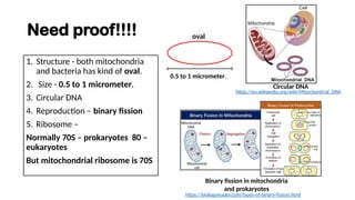 Need proof!!!!
1. Structure - both mitochondria
and bacteria has kind of oval.
2. Size - 0.5 to 1 micrometer.
3. Circular DNA
4. Reproduction – binary fission
5. Ribosome –
Normally 70S – prokaryotes 80 –
eukaryotes
But mitochondrial ribosome is 70S
0.5 to 1 micrometer.
oval
Circular DNA
Binary fission in mitochondria
and prokaryotes
https://biologyreader.com/types-of-binary-fission.html
https://en.wikipedia.org/wiki/Mitochondrial_DNA
 