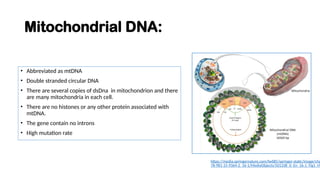 Mitochondrial DNA:
• Abbreviated as mtDNA
• Double stranded circular DNA
• There are several copies of dsDna in mitochondrion and there
are many mitochondria in each cell.
• There are no histones or any other protein associated with
mtDNA.
• The gene contain no introns
• High mutation rate
https://media.springernature.com/lw685/springer-static/image/chp
78-981-15-9364-2_16-1/MediaObjects/501338_0_En_16-1_Fig1_HT
 