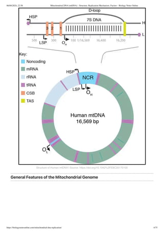 Basque Mtdna Mitochondrial DNA (mtDNA) - Structure, Replication Mechanism, Factors ...