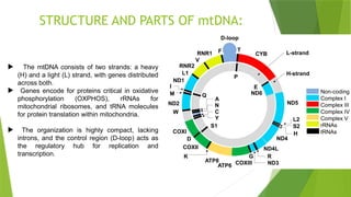 MITOCHONDRIAL_DNA_REPLICATION[1][1].pptx
