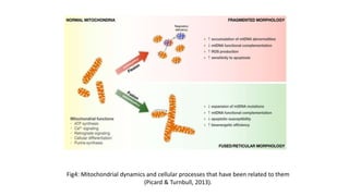 Mitochondrial dynamics and cancer (2) | PPTX