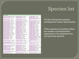 A list of  Anopheles  species including the 3-letter abbreviation. The numbers in brackets reflect the number of mitochondrial sequences in the database from any particular species. 
