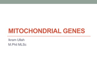 MITOCHONDRIAL GENES
Ikram Ullah
M.Phil MLSc
 