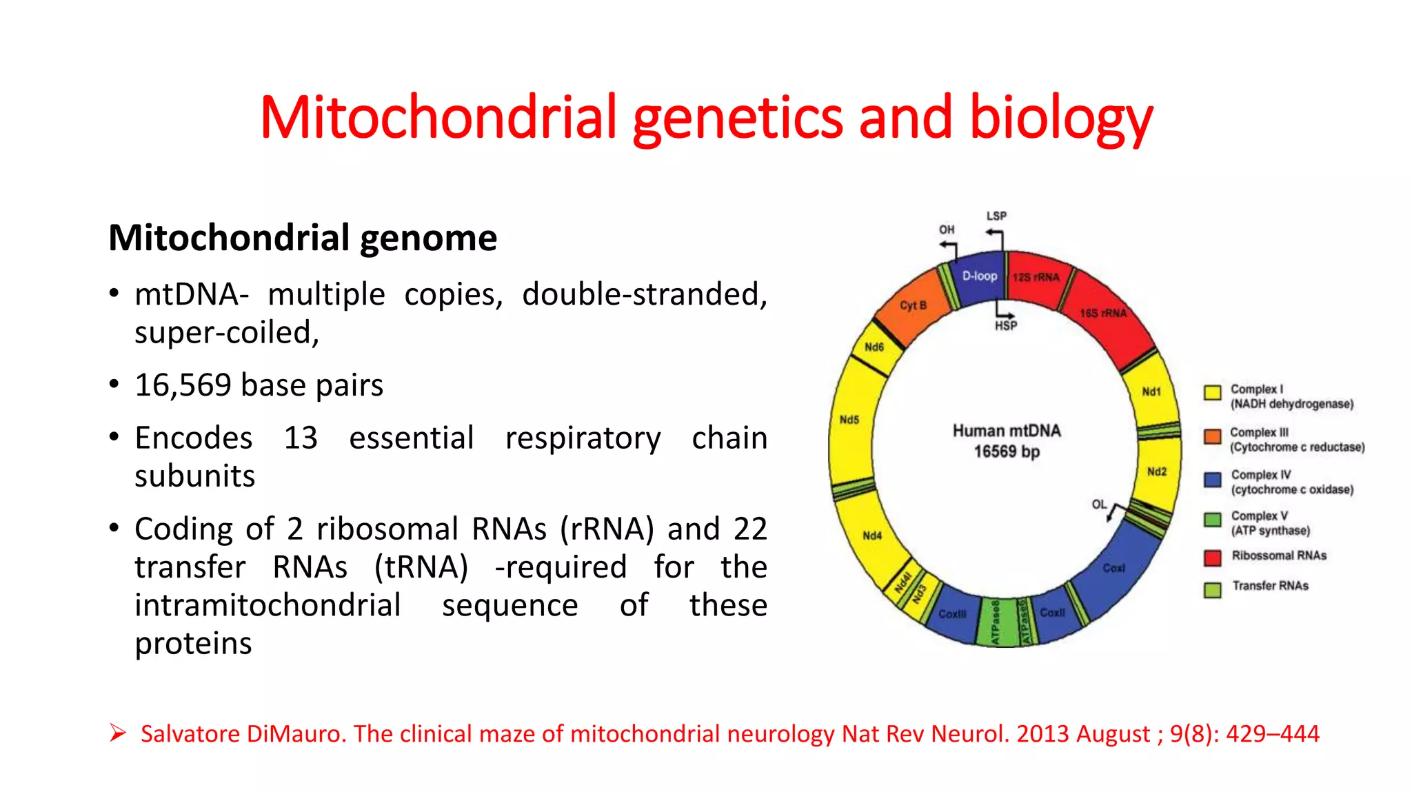 Mitochondrial genes and neurology | PPTX | Genetics | Science