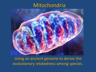Mitochondria




 Using an ancient genome to derive the
evolutionary relatedness among species.
 