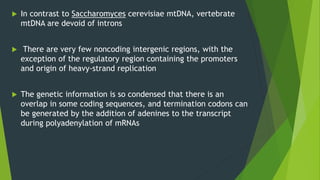  In contrast to Saccharomyces cerevisiae mtDNA, vertebrate
mtDNA are devoid of introns
 There are very few noncoding intergenic regions, with the
exception of the regulatory region containing the promoters
and origin of heavy-strand replication
 The genetic information is so condensed that there is an
overlap in some coding sequences, and termination codons can
be generated by the addition of adenines to the transcript
during polyadenylation of mRNAs
 