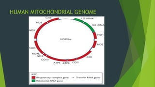 HUMAN MITOCHONDRIAL GENOME
 