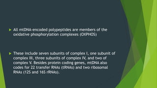  All mtDNA-encoded polypeptides are members of the
oxidative phosphorylation complexes (OXPHOS)
 These include seven subunits of complex I, one subunit of
complex III, three subunits of complex IV, and two of
complex V. Besides protein coding genes, mtDNA also
codes for 22 transfer RNAs (tRNAs) and two ribosomal
RNAs (12S and 16S rRNAs).
 