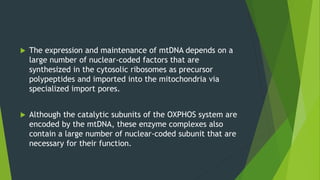  The expression and maintenance of mtDNA depends on a
large number of nuclear-coded factors that are
synthesized in the cytosolic ribosomes as precursor
polypeptides and imported into the mitochondria via
specialized import pores.
 Although the catalytic subunits of the OXPHOS system are
encoded by the mtDNA, these enzyme complexes also
contain a large number of nuclear-coded subunit that are
necessary for their function.
 