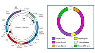 Mitochondrial genome | PPTX