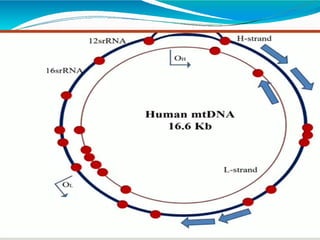 Mitochondrial genome