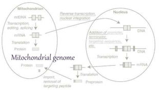 Mitochondrial genome
 