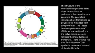 The structure of the
mitochondrial genome bears
more resemblance to
prokaryotic than to eukaryotic
genomes. The genes lack
introns and are transcribed as
polycistronic messages from
two promoters. The spaces
between genes consist of
tRNAs, whose excision from
the polycistronic message
releases the individual gene
transcripts. There are also two
sites for initiation of DNA
synthesis, one on each strand
of the double helix.
 