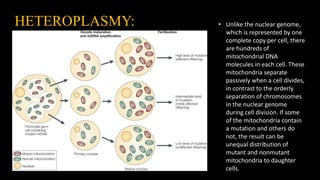 HETEROPLASMY: • Unlike the nuclear genome,
which is represented by one
complete copy per cell, there
are hundreds of
mitochondrial DNA
molecules in each cell. These
mitochondria separate
passively when a cell divides,
in contrast to the orderly
separation of chromosomes
in the nuclear genome
during cell division. If some
of the mitochondria contain
a mutation and others do
not, the result can be
unequal distribution of
mutant and nonmutant
mitochondria to daughter
cells.
 