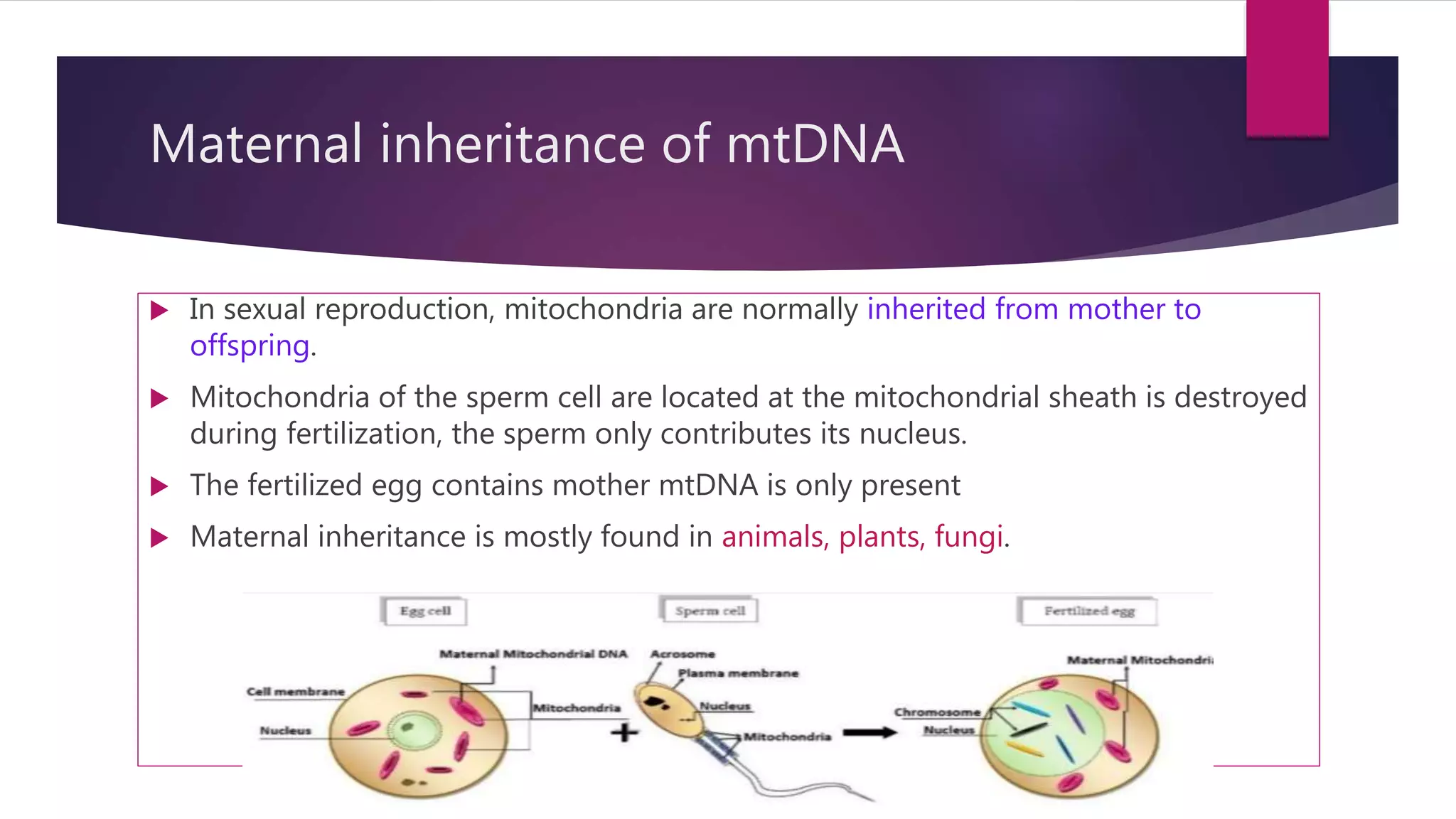 Mitochondrial Inheritance slideshare | PPTX