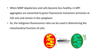 • When MMP depolarizes and cells become less healthy, m-MPI
aggregates are converted to green fluorescent monomers (emission at
535 nm) and remain in the cytoplasm.
• So, the red/green fluorescence ratio can be used in determining the
mitochondrial function of cells.
 