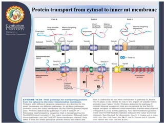 Mitochondrial protein targeting | PPTX