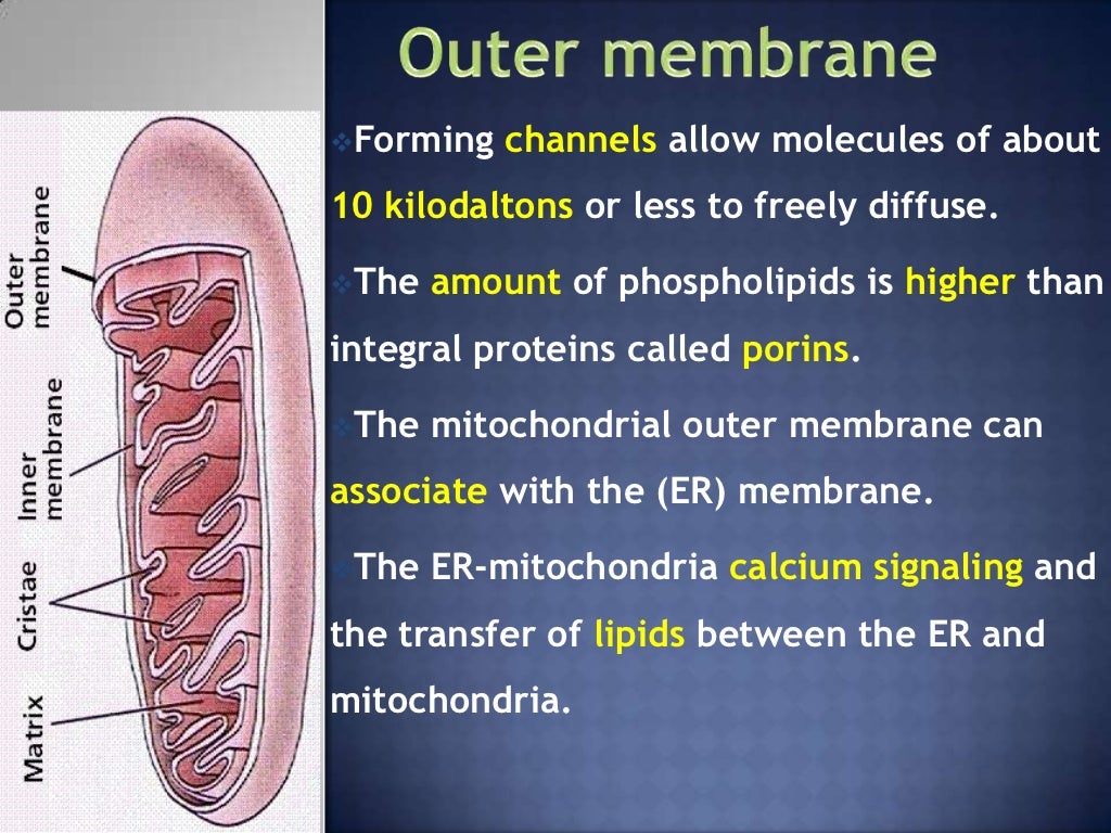 Mitochondrial structure
