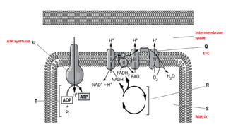mitochondrial structure and glycolysis.pdf