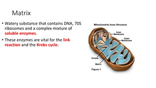 mitochondrial structure and glycolysis.pdf