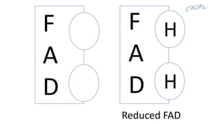Fad Operator mitochondrial structure and glycolysis.pdf