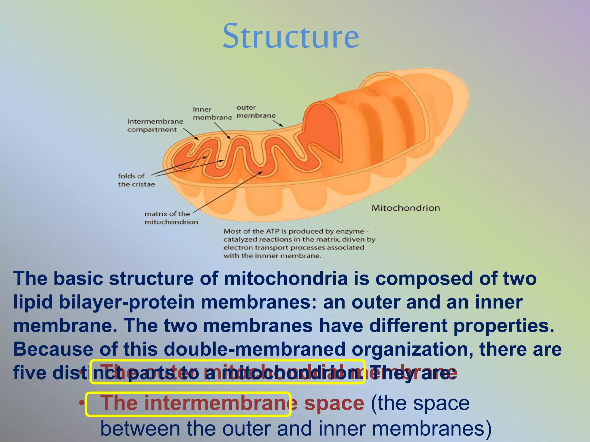 MITOCHONDRIA & NUCLEUS | PPTX