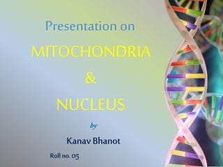Kanav Bhanot
Roll no. 05
Presentation on
MITOCHONDRIA
&
NUCLEUS
by
 