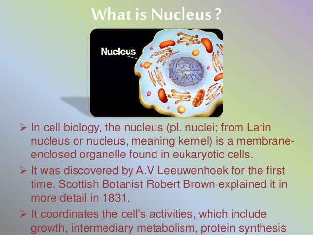 Mitochondria U0026 Nucleus