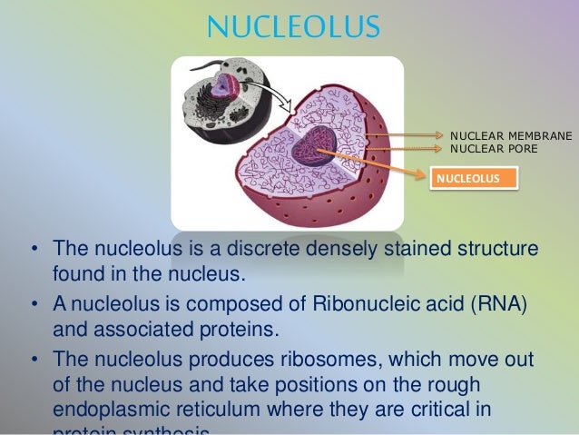Mitochondria U0026 Nucleus