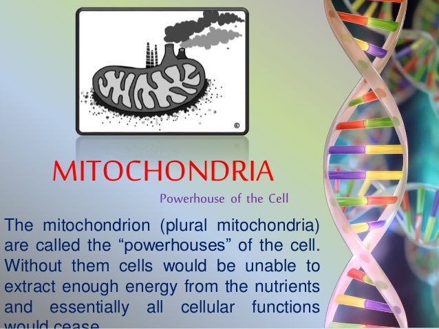mitochondria-is-the-powerhouse-of-the-cell