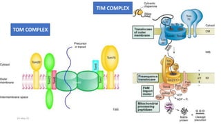 Mitochondria , peroxisome and lysosome | PPTX