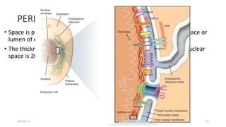 Perinuclear Inclusions Mitochondria , peroxisome and lysosome | PPTX