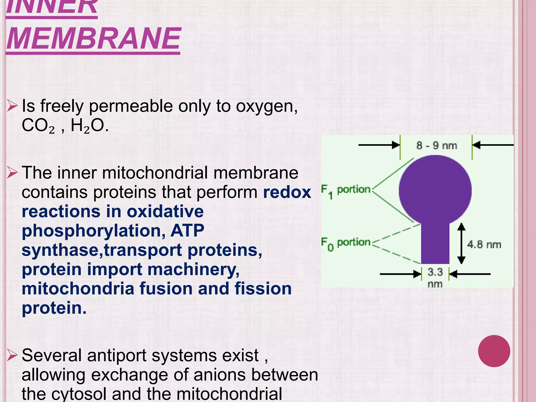 INNER
MEMBRANE
Is freely permeable only to oxygen,
CO₂ , H₂O.
The inner mitochondrial membrane
contains proteins that perform redox
reactions in oxidative
phosphorylation, ATP
synthase,transport proteins,
protein import machinery,
mitochondria fusion and fission
protein.
Several antiport systems exist ,
allowing exchange of anions between
the cytosol and the mitochondrial
 