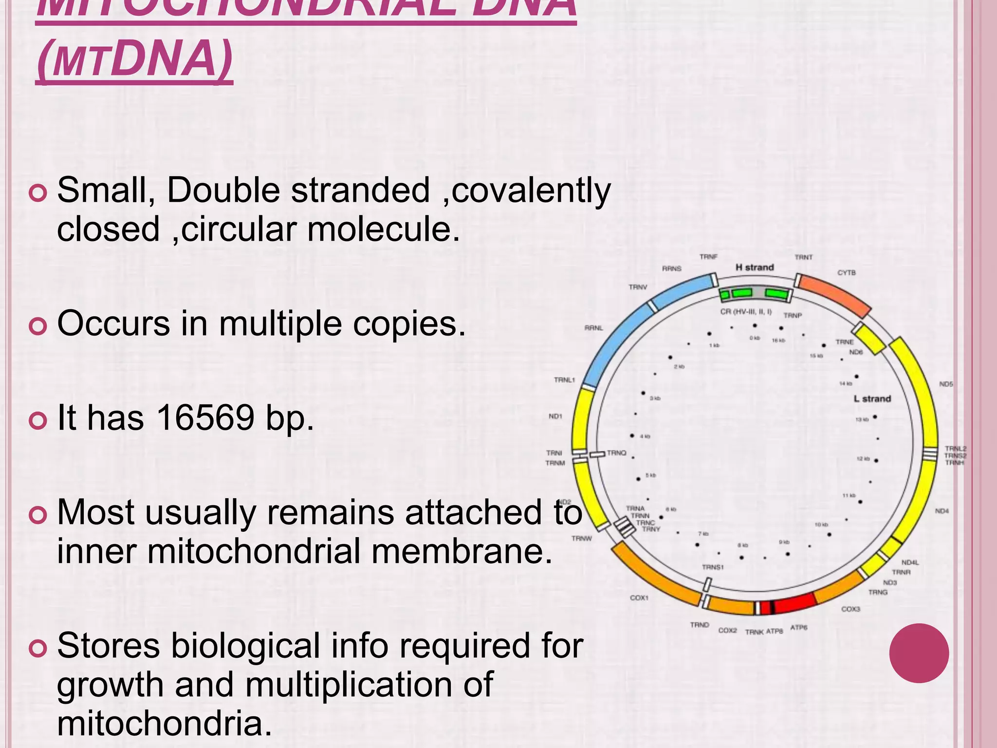 MITOCHONDRIAL DNA
(MTDNA)
 Small, Double stranded ,covalently
closed ,circular molecule.
 Occurs in multiple copies.
 It has 16569 bp.
 Most usually remains attached to
inner mitochondrial membrane.
 Stores biological info required for
growth and multiplication of
mitochondria.
 
